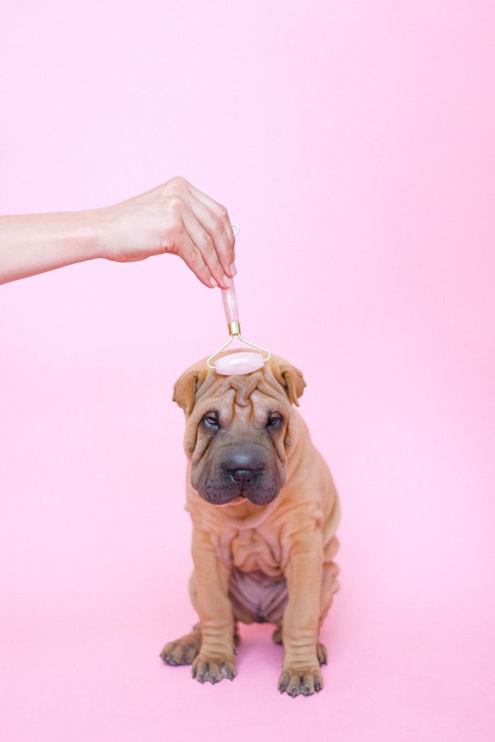 project-03-c Adorable Shar Pei puppy being pampered with a facial roller against a pink backdrop.