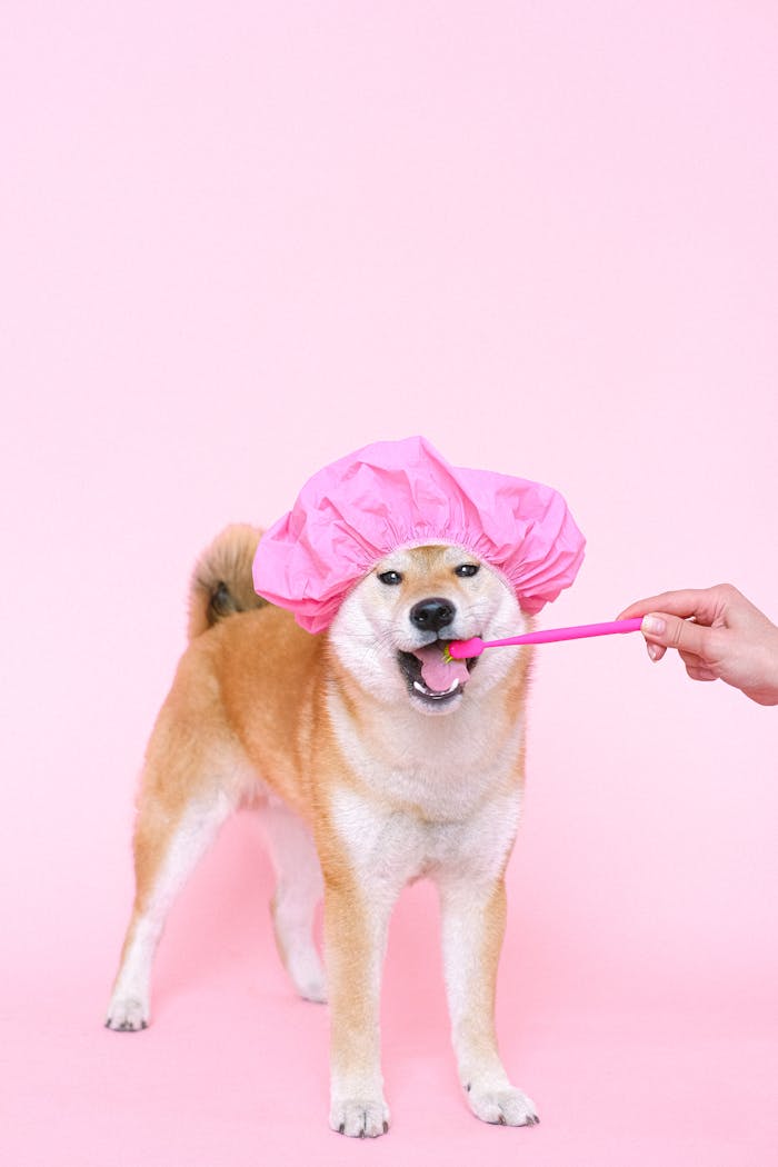 project-03-d Cute Shiba Inu wearing a pink cap, brushing teeth on a pink background.