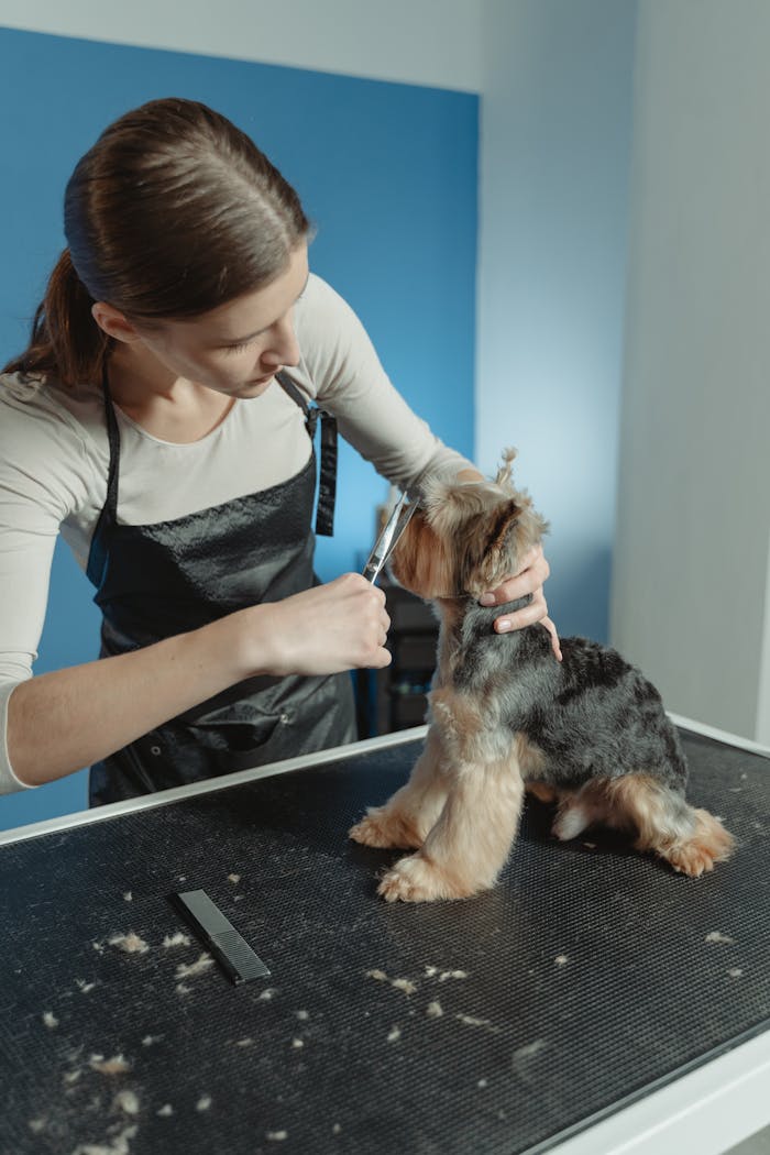 projects-header A groomer trims a Yorkshire Terrier on a grooming table indoors.