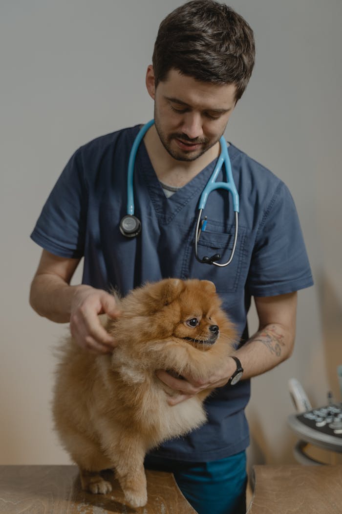 project-03-b A veterinarian in scrubs with a stethoscope checks a Pomeranian dog indoors.