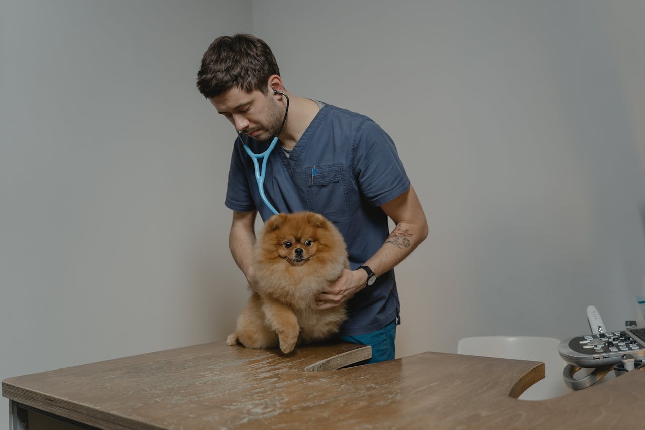 project-02-a A veterinarian checks a Pomeranian dog using a stethoscope in a clinic setting.