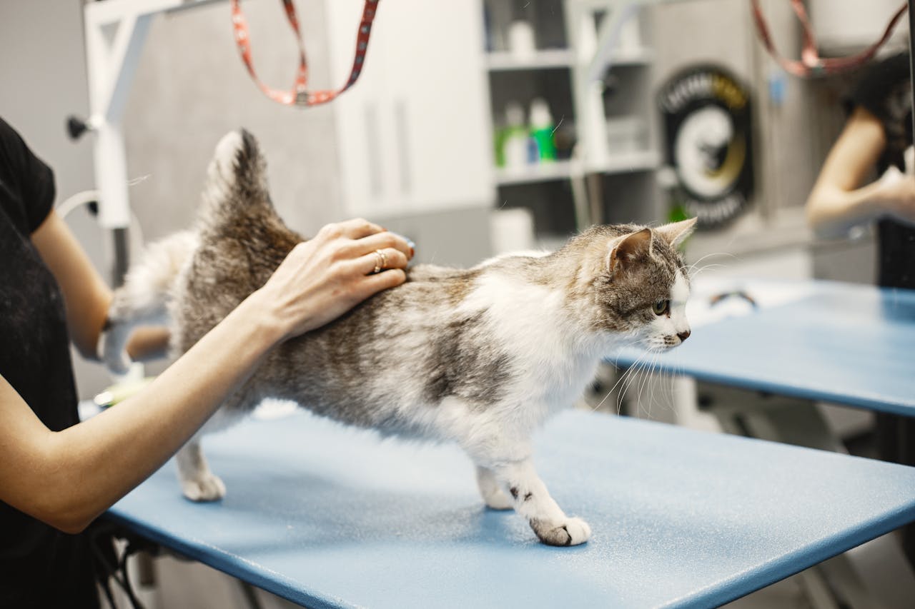 project-02-d A cat receiving grooming in a professional pet grooming setting.
