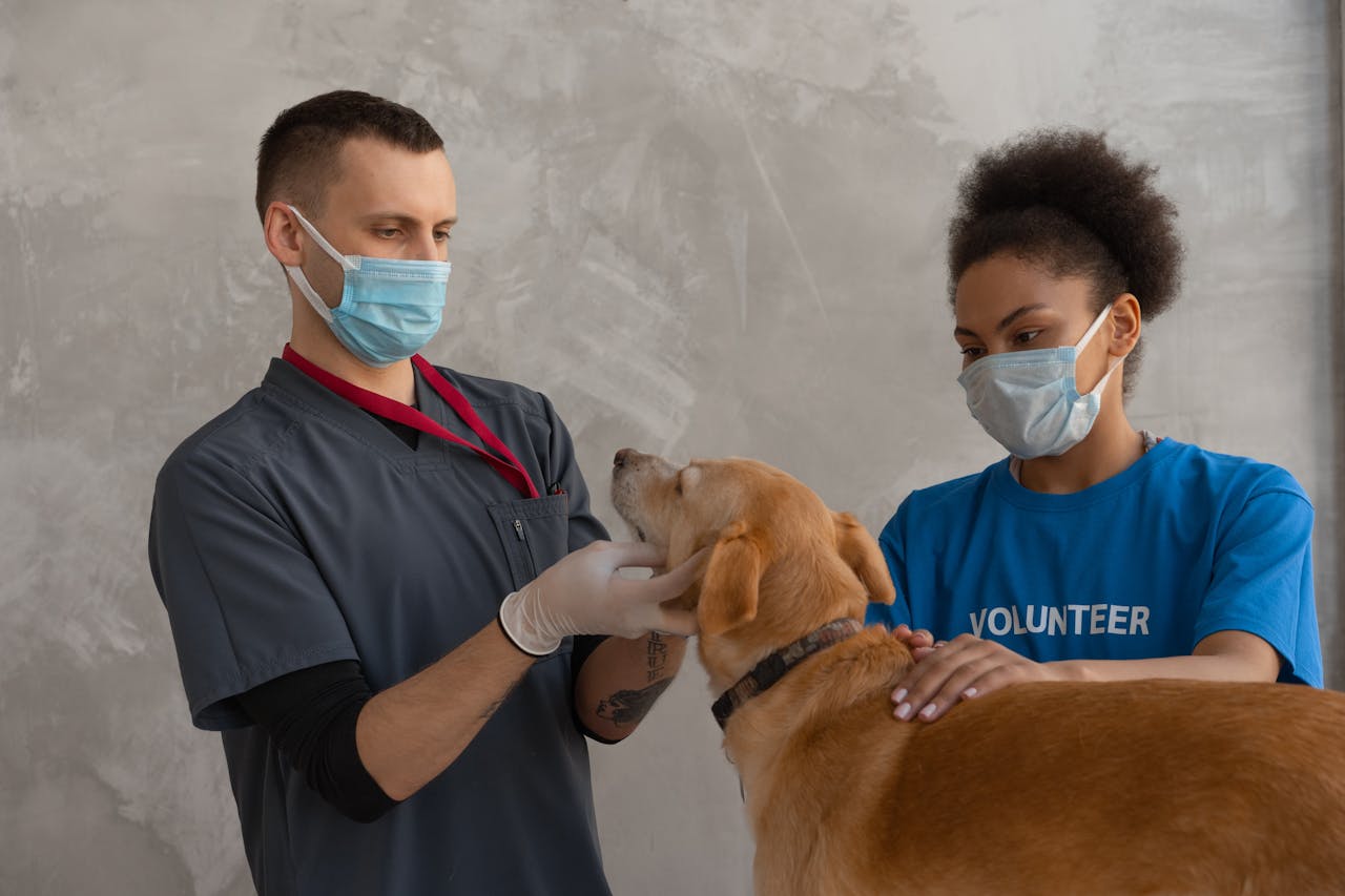 project-03-a A veterinarian and a volunteer attend to a dog during a check-up in a veterinary clinic.